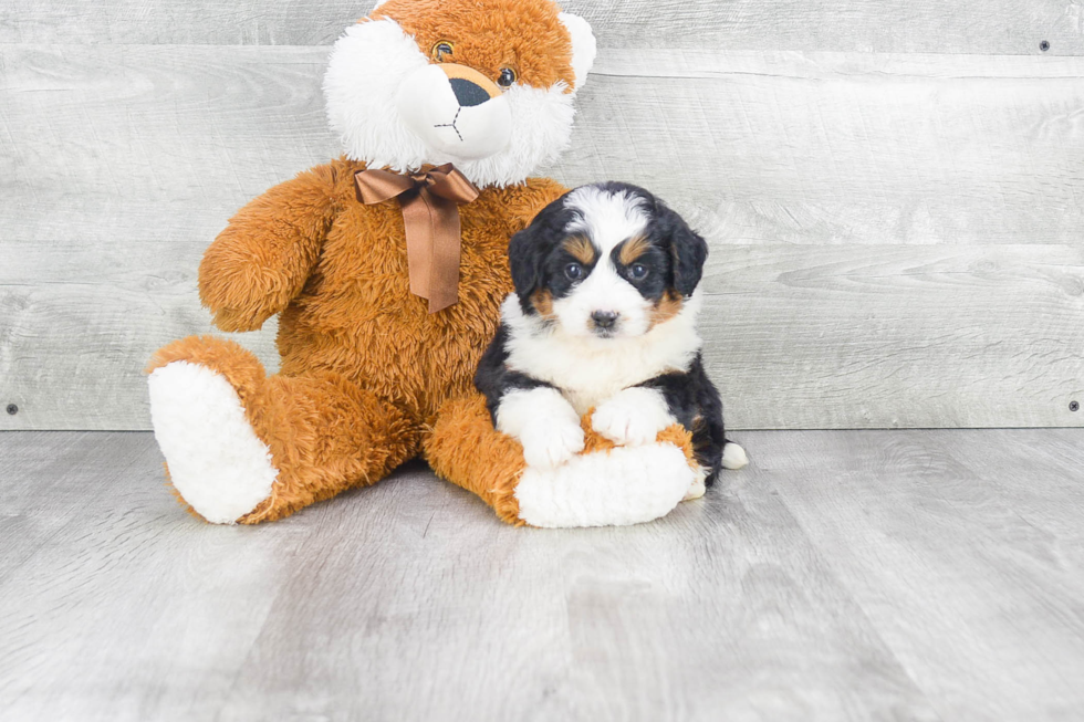 Mini Bernedoodle Puppy for Adoption