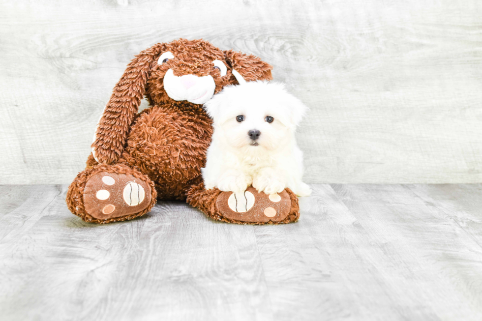 Maltese Puppy for Adoption