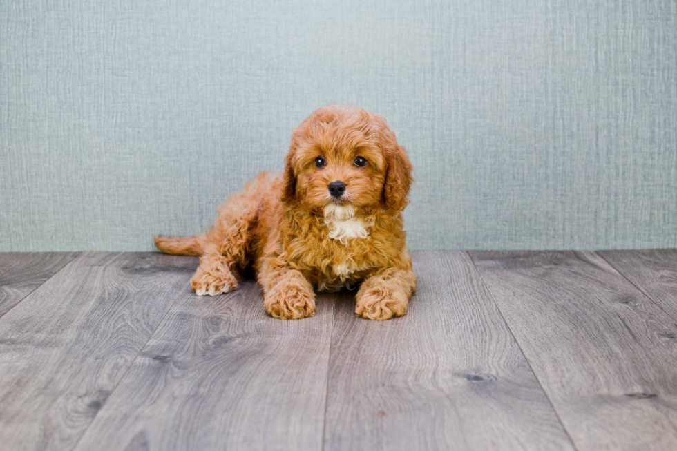 Cavapoo Pup Being Cute