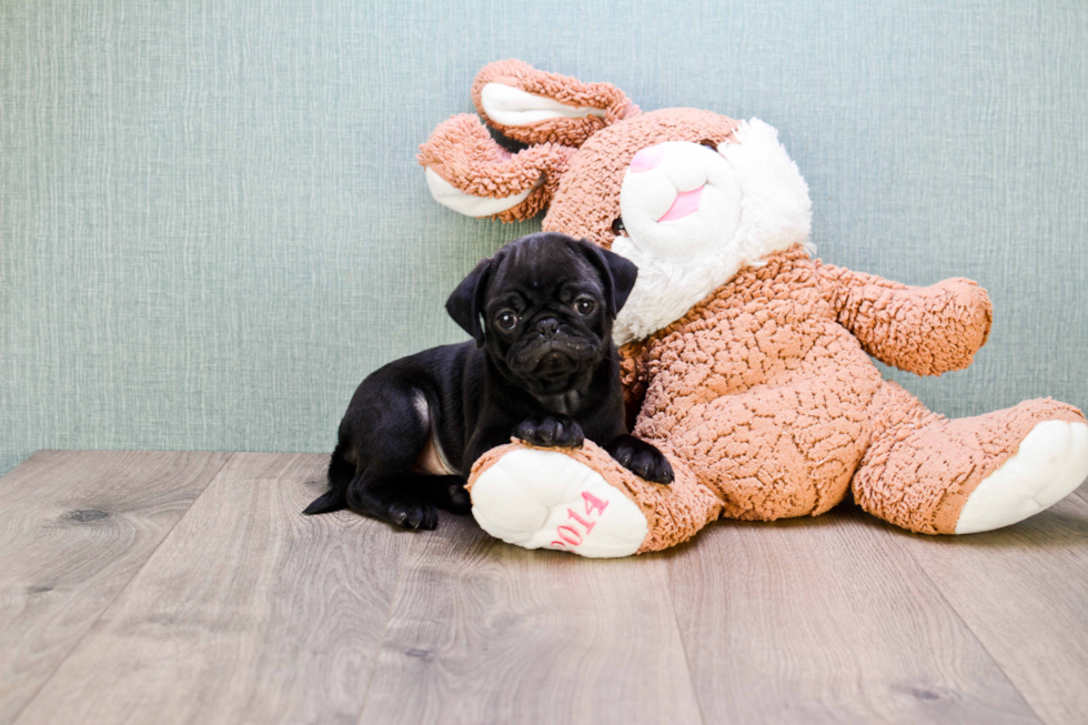 Energetic Pug Purebred Puppy