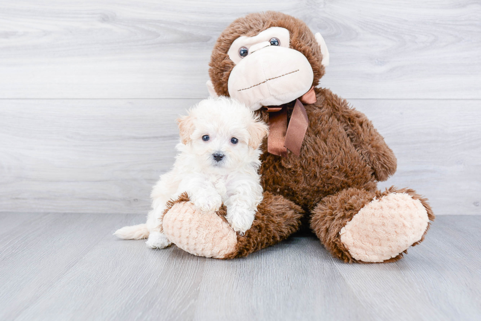 Cute Maltipoo Baby