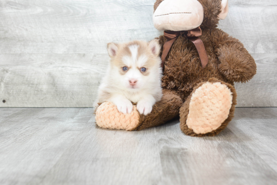 Adorable Mini Husky Designer Puppy