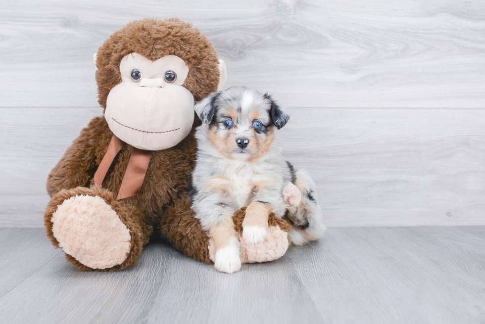 Playful Mini Aussie Baby