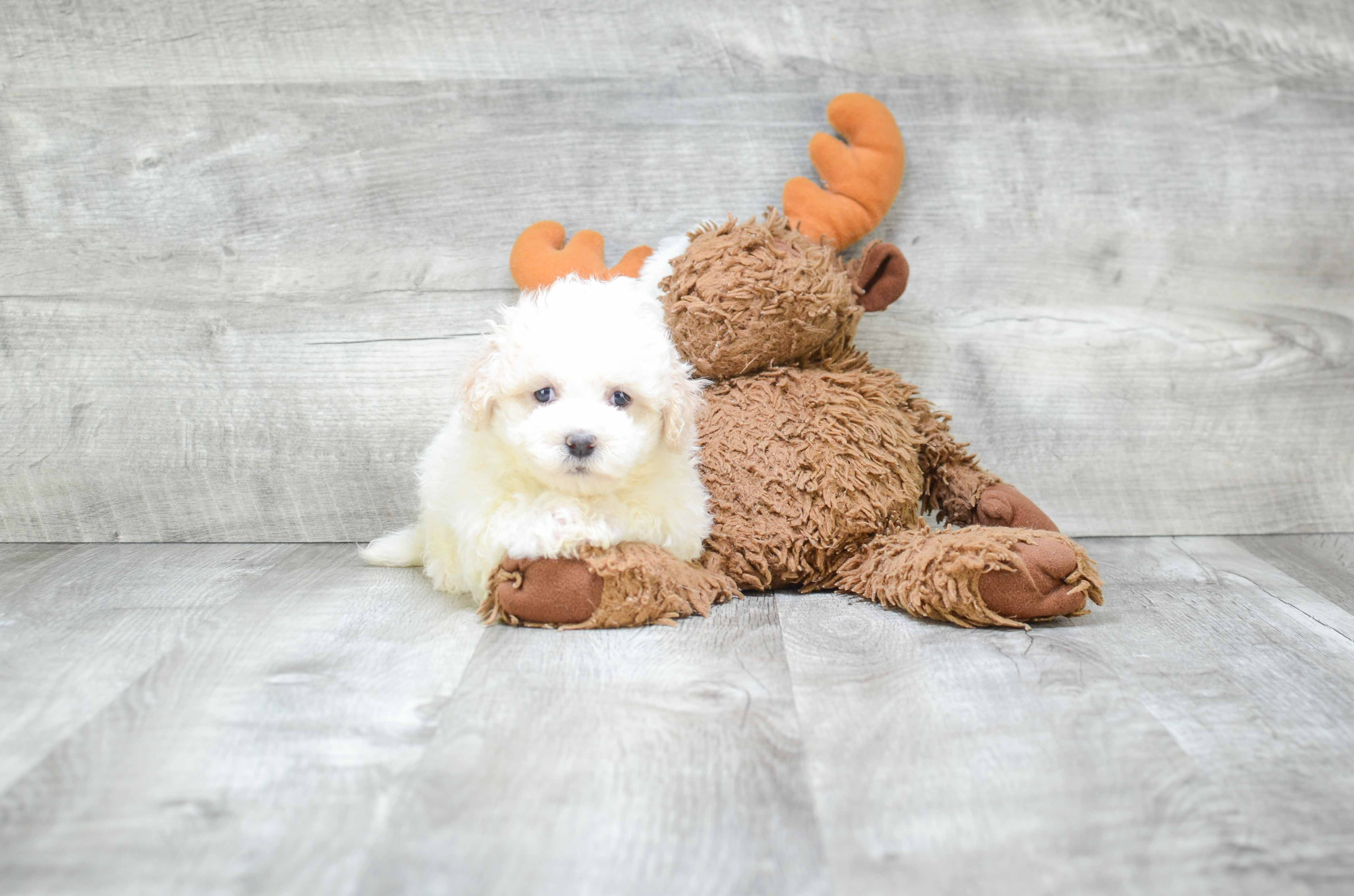 Best Havanese Baby