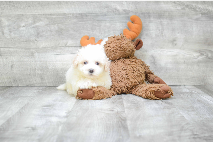 Best Havanese Baby