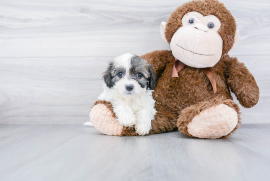 Happy Teddy Bear Baby