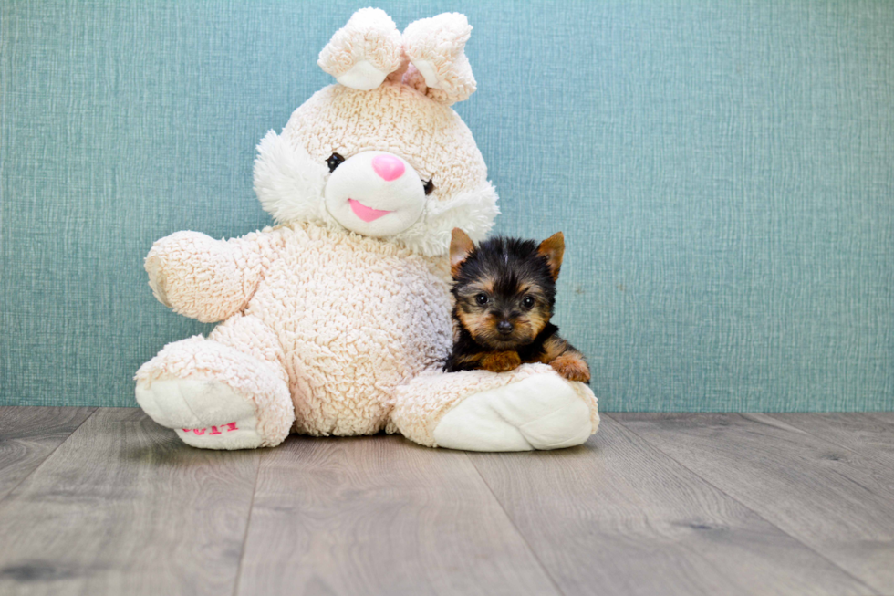 Meet Beckham - our Yorkshire Terrier Puppy Photo 