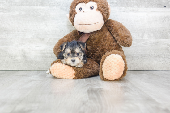 Hypoallergenic Yorkie Designer Puppy