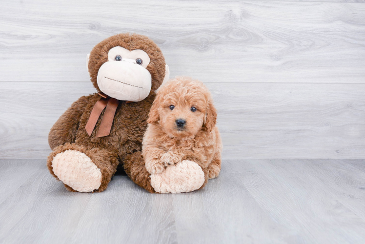 Mini Goldendoodle Puppy for Adoption