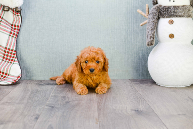 Playful Golden Retriever Poodle Mix Puppy