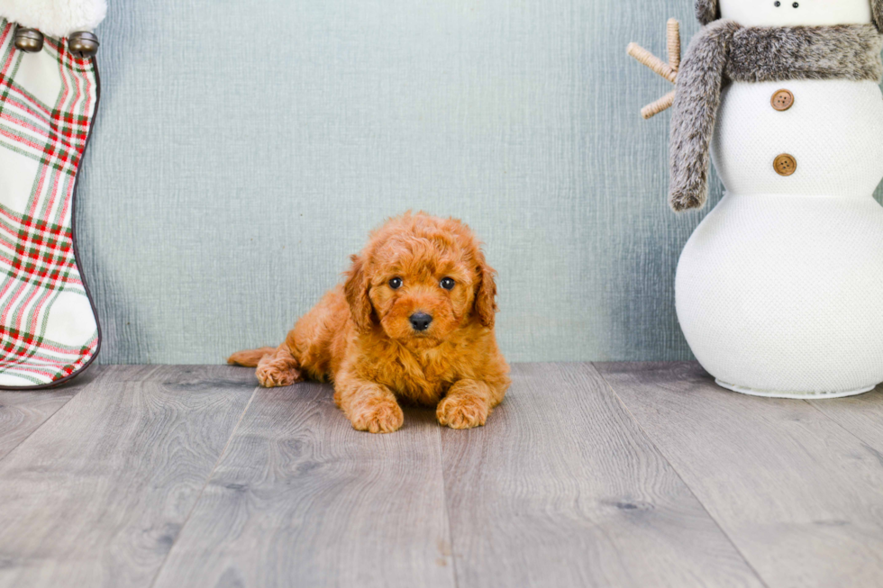 Playful Golden Retriever Poodle Mix Puppy