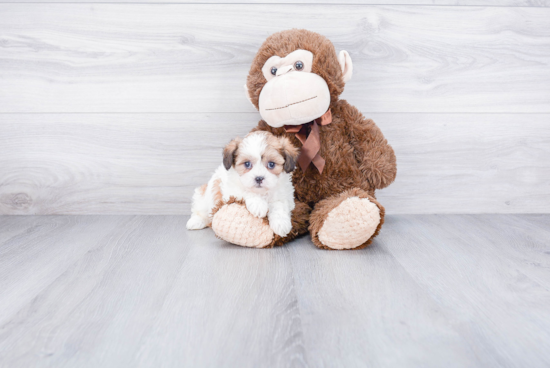 Popular Teddy Bear Designer Pup