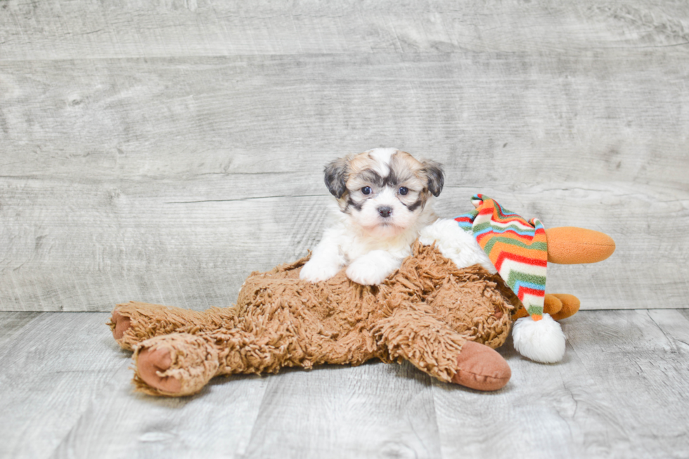 Smart Teddy Bear Designer Pup