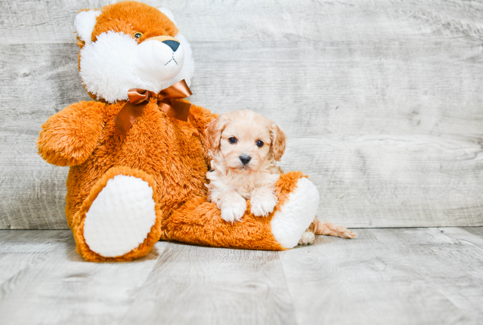 Best Cavapoo Baby