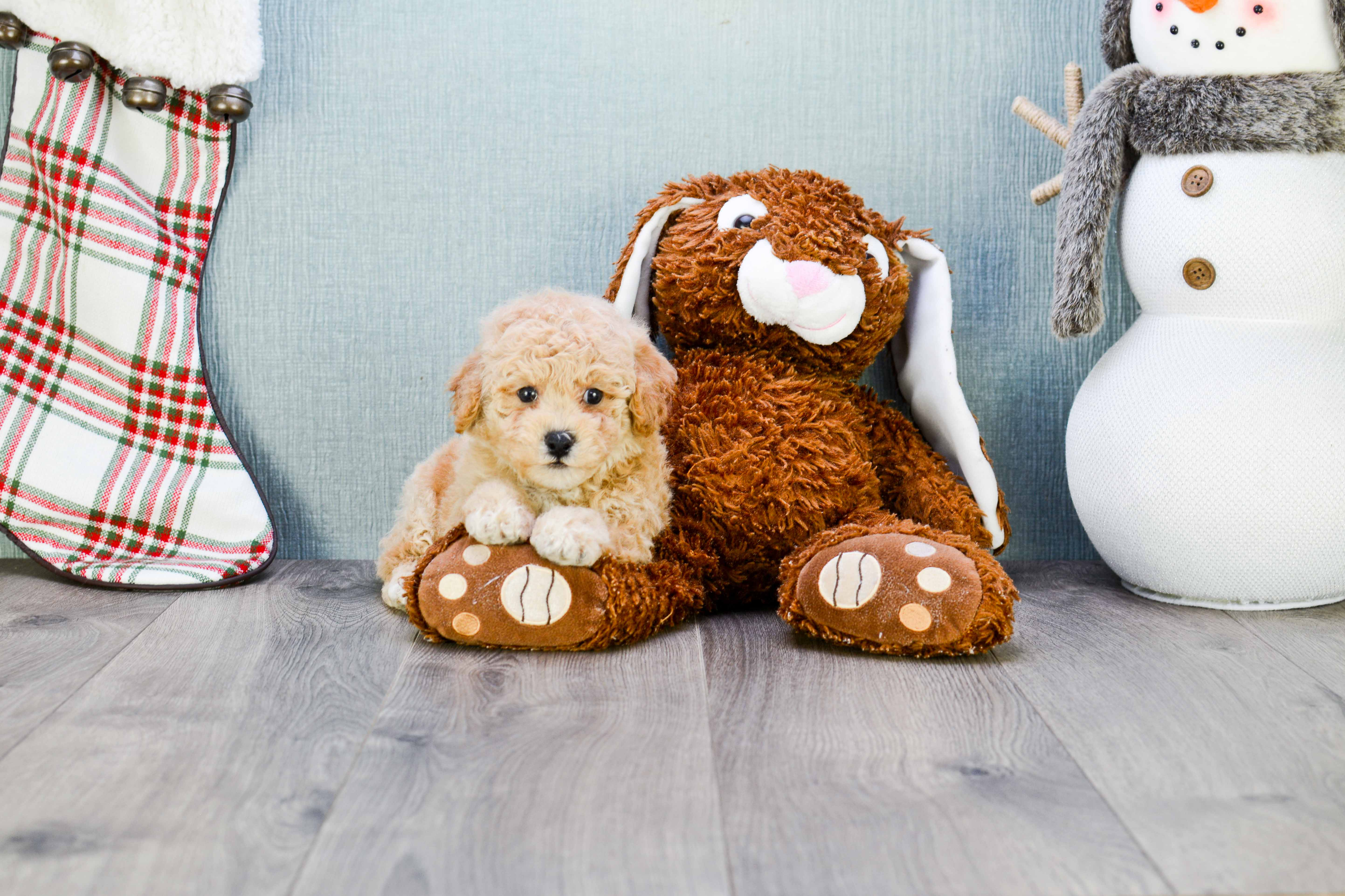 Maltipoo Pup Being Cute