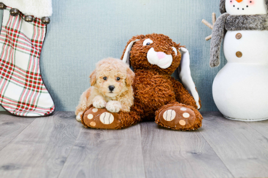 Maltipoo Pup Being Cute