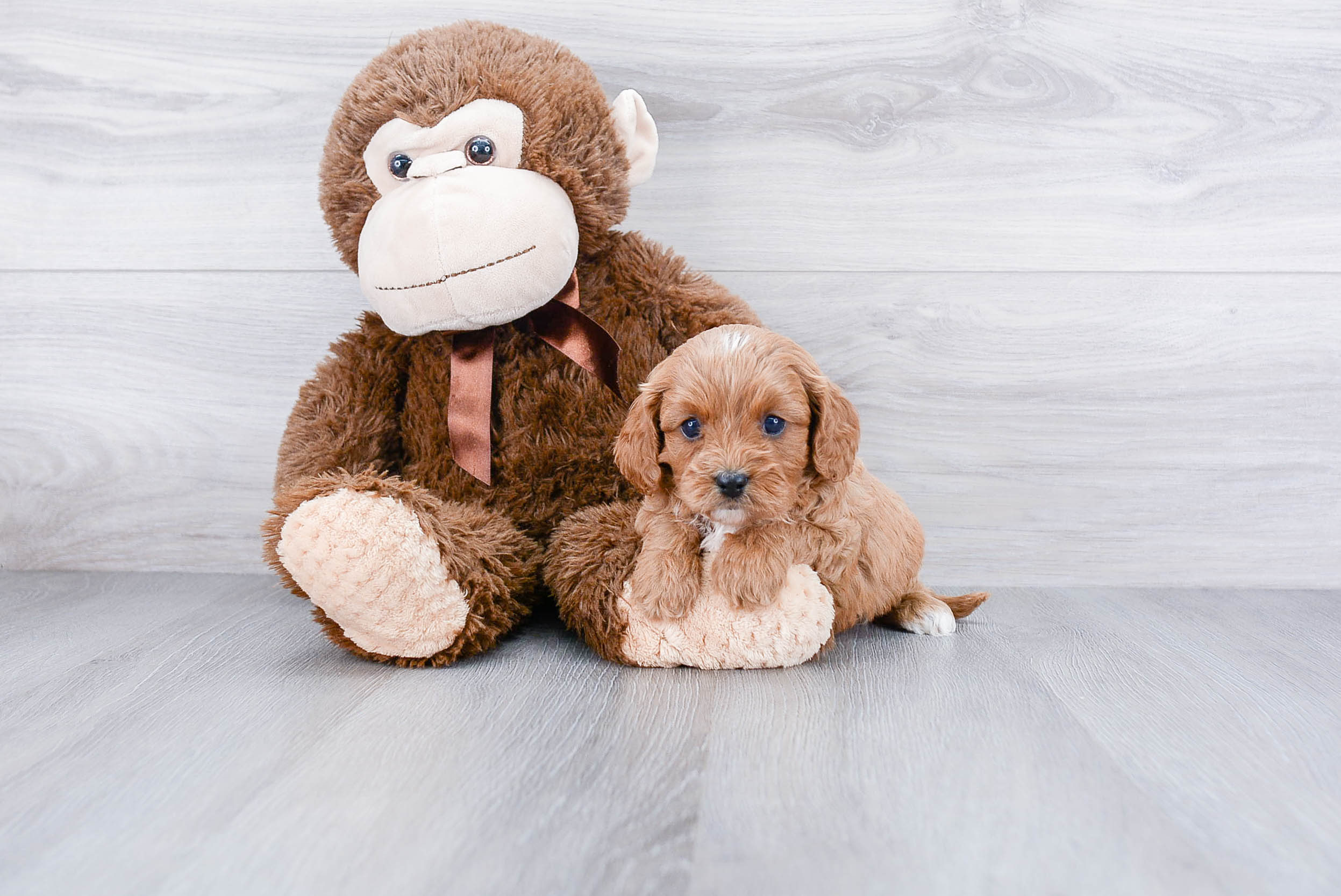 Petite Cavapoo Poodle Mix Pup