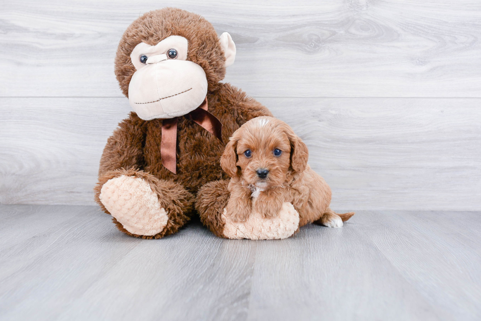 Petite Cavapoo Poodle Mix Pup