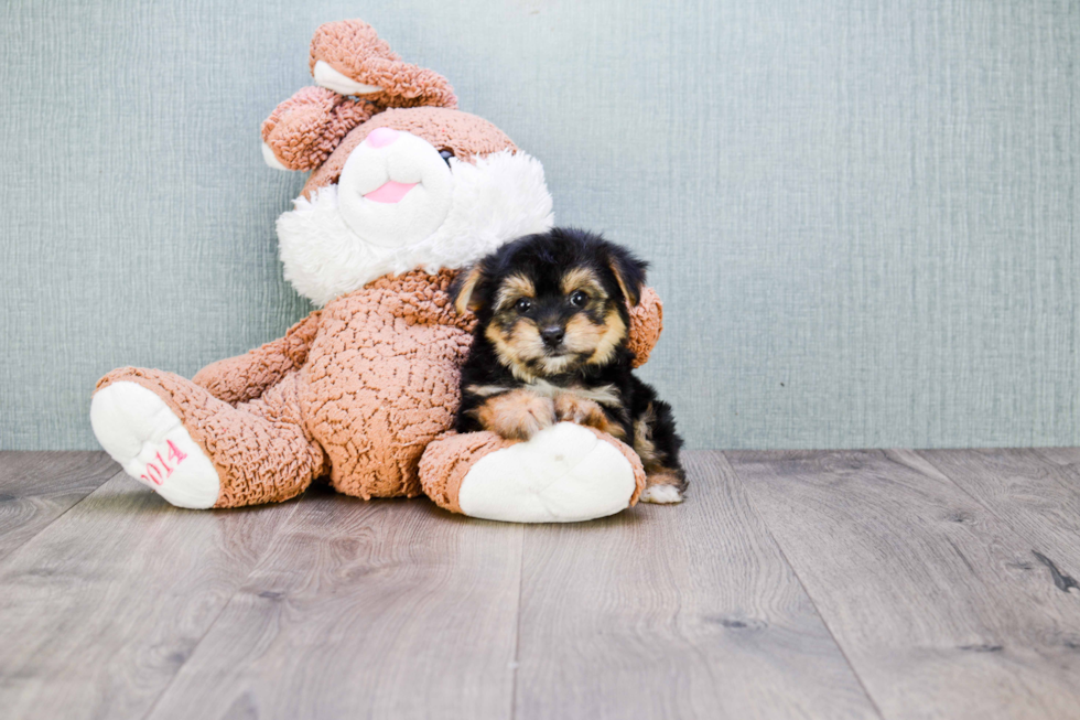 Morkie Pup Being Cute