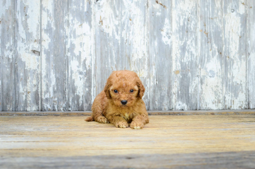 Little Golden Retriever Poodle Mix Puppy