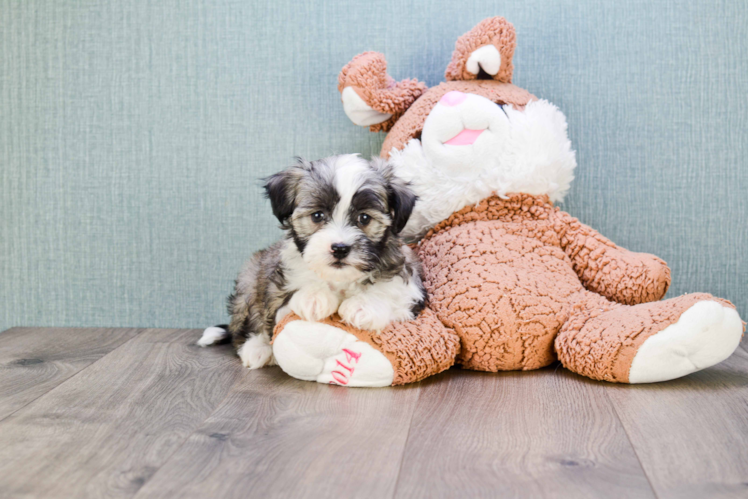 Havanese Pup Being Cute