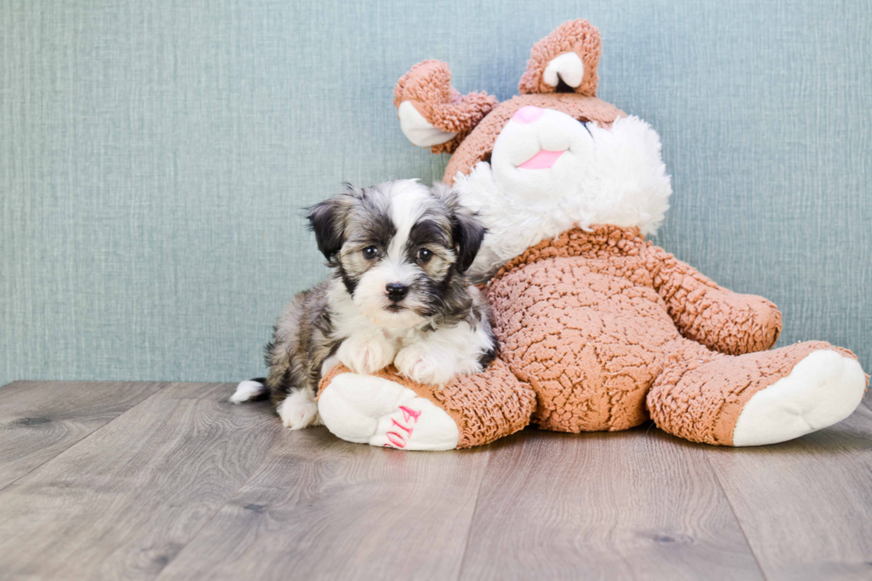 Havanese Pup Being Cute