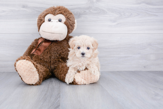 Maltipoo Pup Being Cute