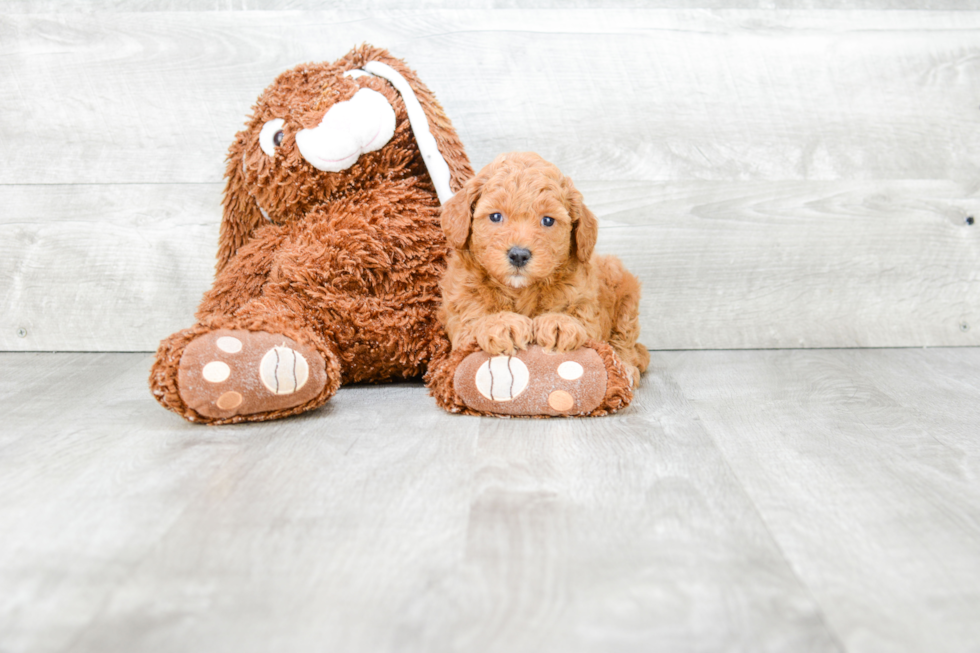 Fluffy Mini Goldendoodle Poodle Mix Pup