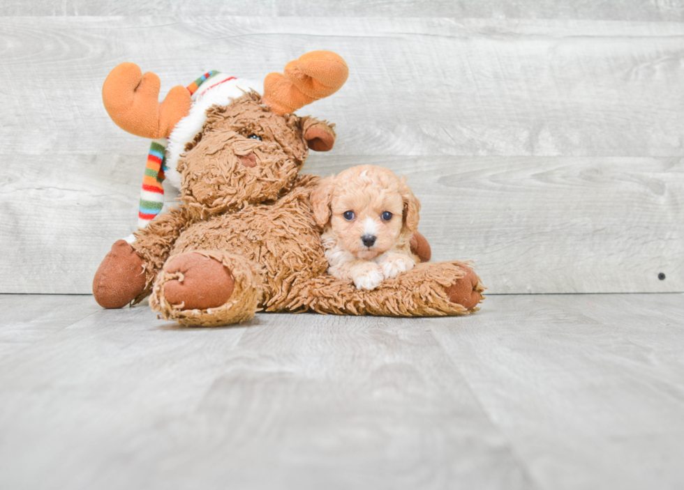 Best Cavapoo Baby