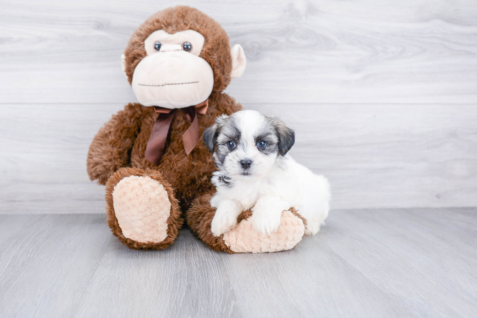 Teddy Bear Pup Being Cute