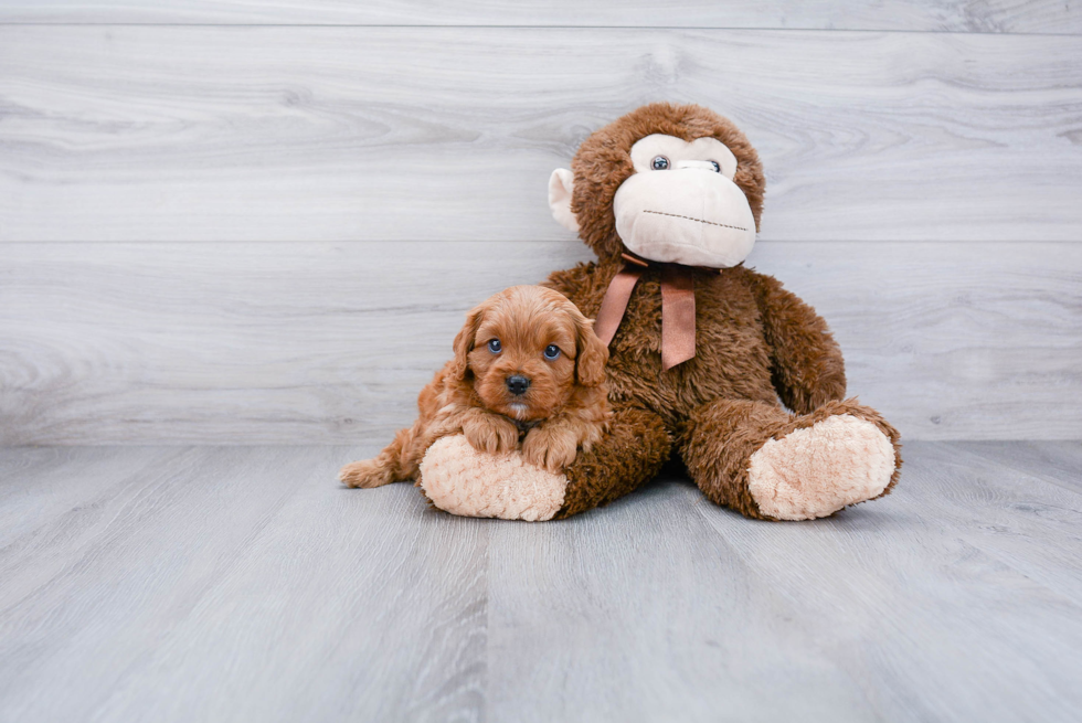 Playful Cavoodle Poodle Mix Puppy