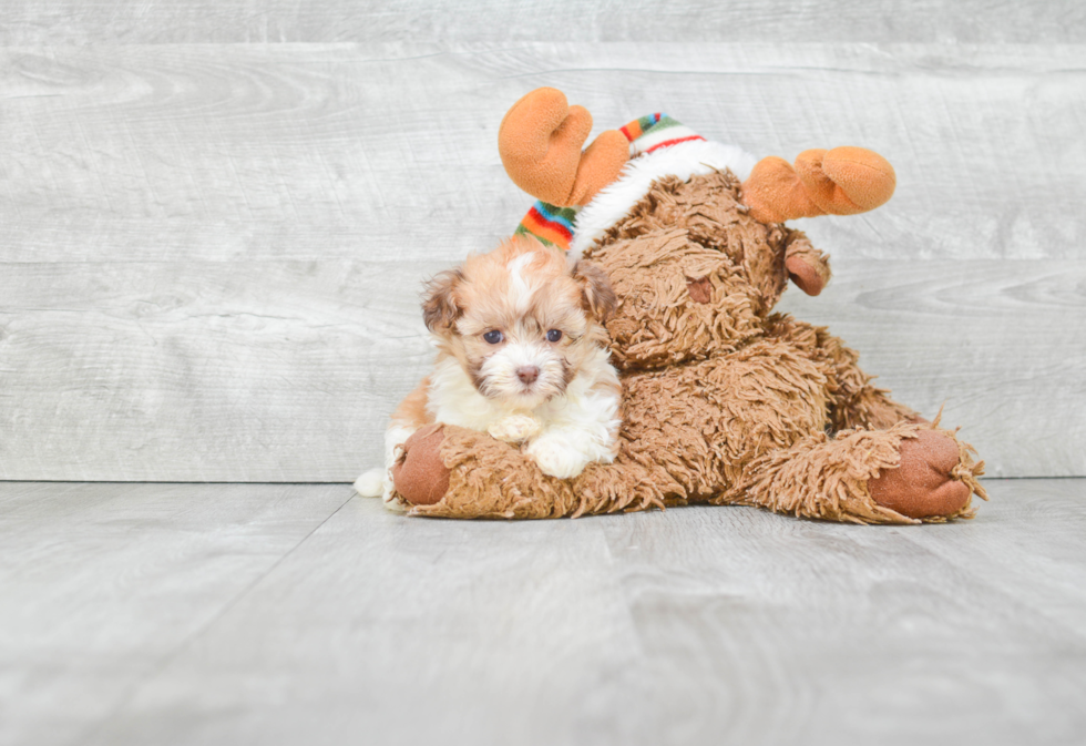 Havanese Pup Being Cute