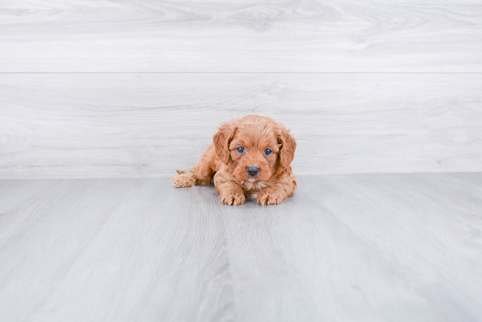 Cavapoo Pup Being Cute