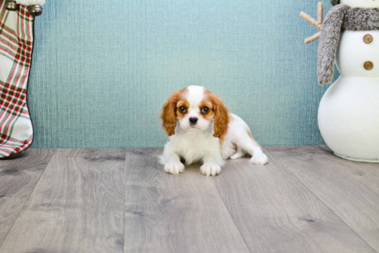 Best Cavalier King Charles Spaniel Baby