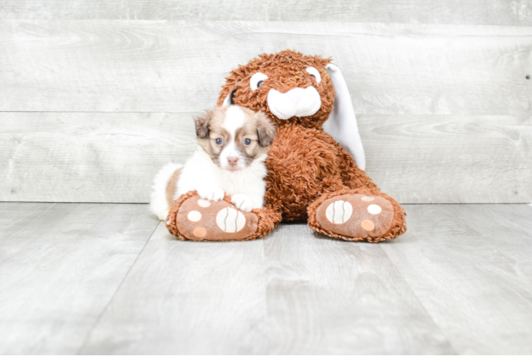 Playful Havanese Purebred Pup