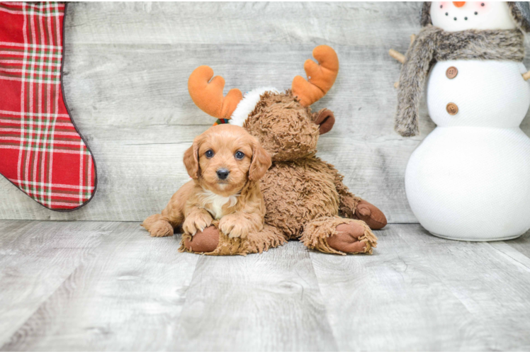 Fluffy Cavapoo Poodle Mix Pup