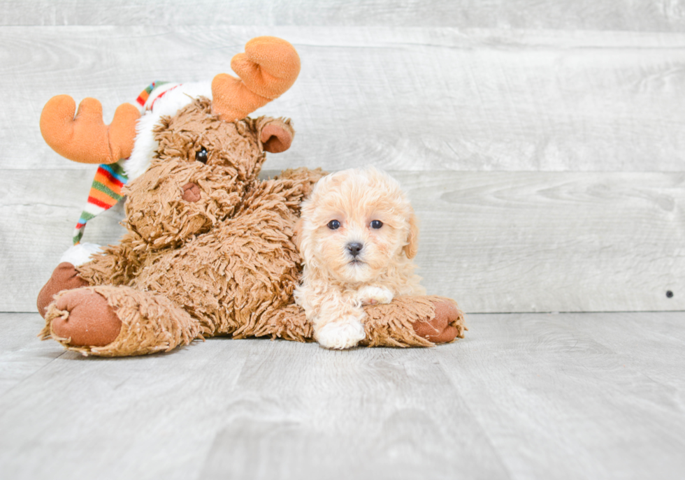 Friendly Maltipoo Baby