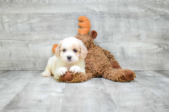 Best Cavachon Baby