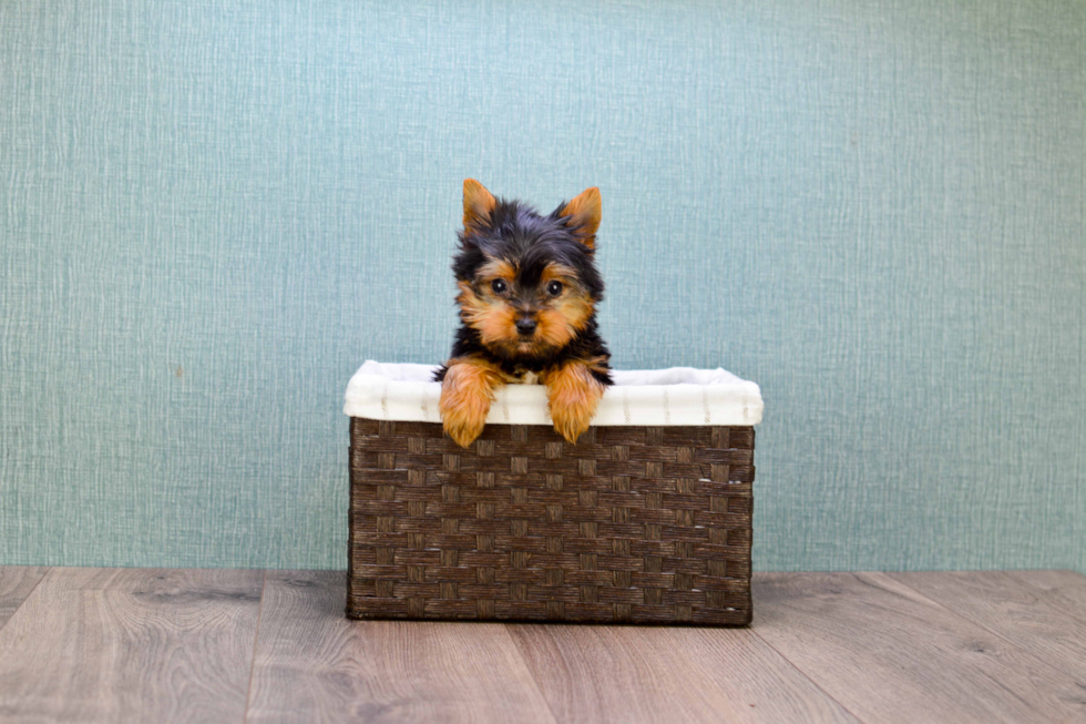 Meet Timmy - our Yorkshire Terrier Puppy Photo 