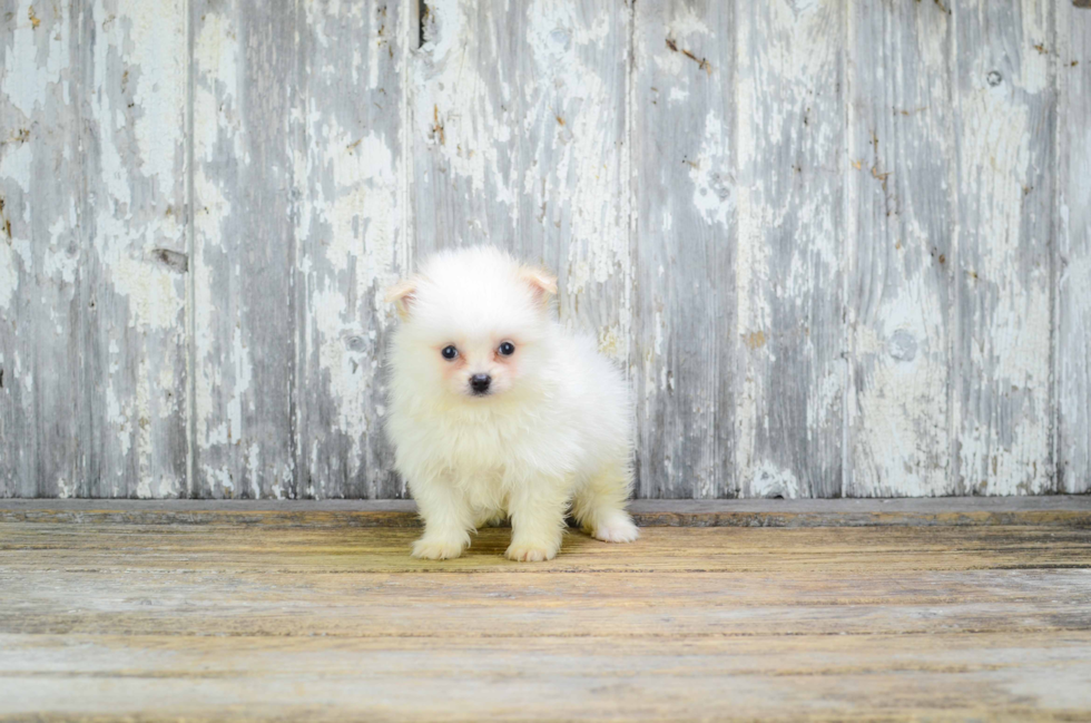 Happy Pomeranian Purebred Puppy