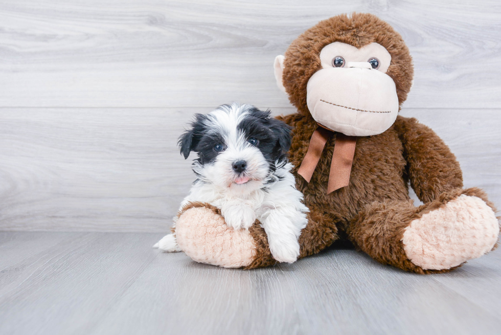 Small Havanese Baby