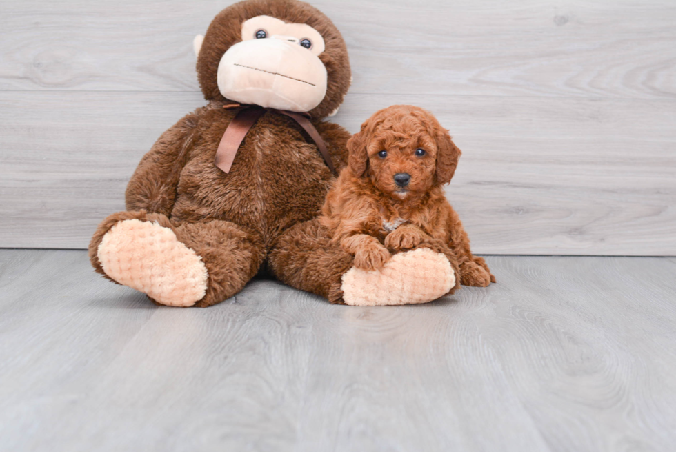 Mini Goldendoodle Pup Being Cute