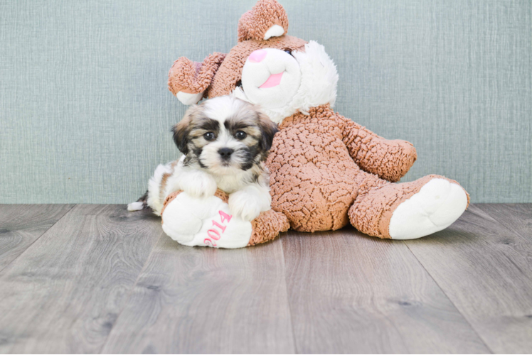 Fluffy Teddy Bear Designer Pup