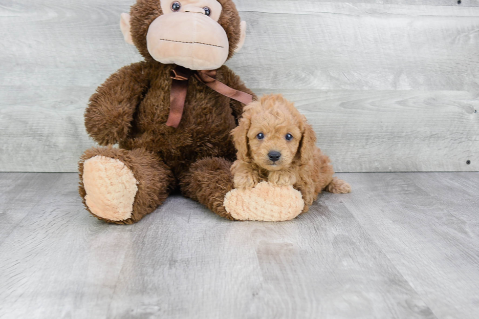 Cavapoo Puppy for Adoption