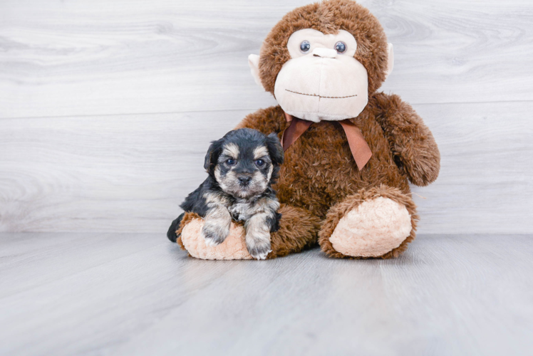 Morkie Pup Being Cute