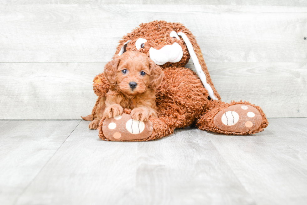 Cockapoo Pup Being Cute