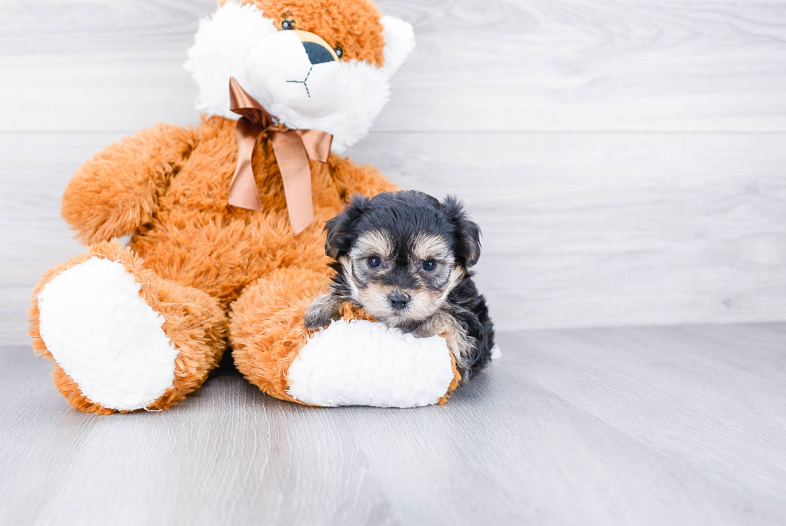 Best Morkie Baby