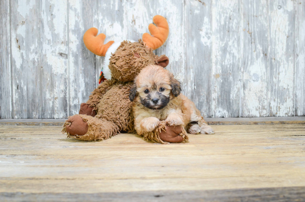 Petite Teddy Bear Designer Pup