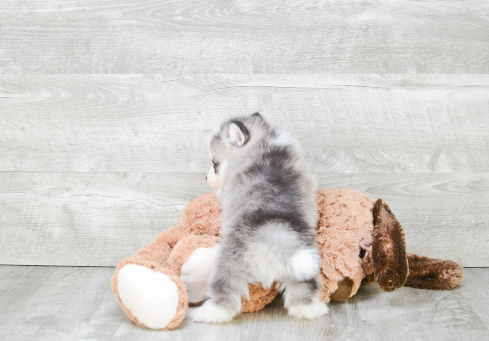 Cute Pomsky Baby