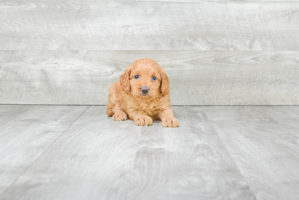 Best Mini Goldendoodle Baby